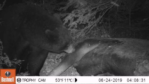 Moose kill near AWRS_Black Bear