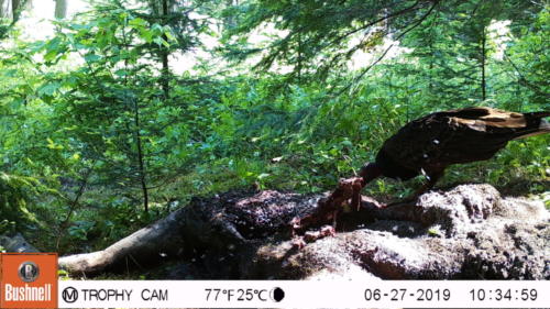 Moose kill near AWRS_Turkey vulture