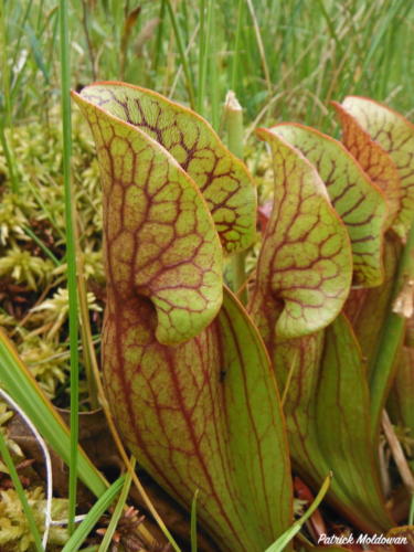 Pitcher Plant carnivorous plant