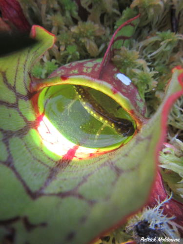 Pitcher Plant carnivorous plant, trapped metamorphic Spotted Salamander
