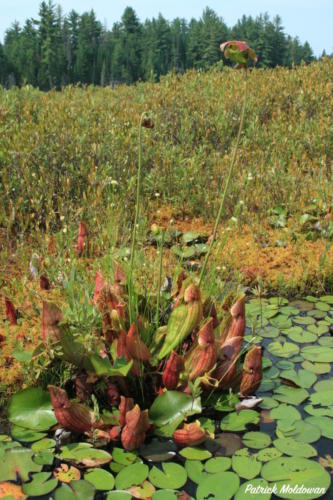 Pitcher Plant carnivorous plant wetland PD Moldowan