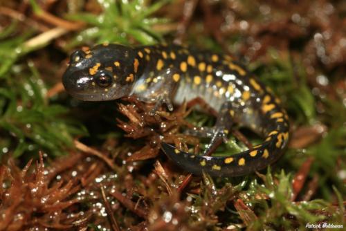 Spotted Salamander Ambystoma maculatum juvenile metamorph 